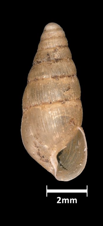 Media type: image;   Malacology 39819 Aspect: apertural